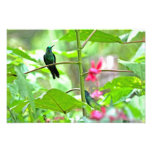 Tropischer Kolibri und Blumen Fotografischer Druck