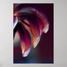TulipBloom Posterdruck