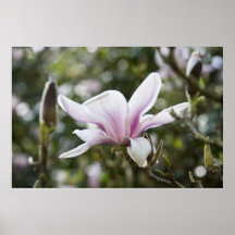 Tulpe-Baum-Magnolie Plakate