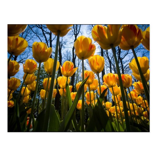 Tulpe-Blumenpostkarte