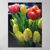 Tulpe-Foto-Plakat-Kunst