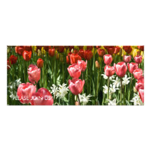 Tulpe-Garten DSC0855 Individuelle Ankündigungen