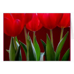 Tulpe-Karte 2