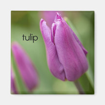 Tulpe-Kühlschrank-Magnet