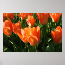 Tulpe-Kunst-Druck Posterdrucke