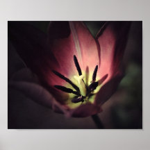 Tulpe-Kunst Plakatdrucke