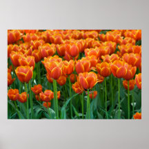Tulpe-Plakat
