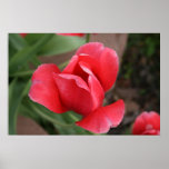 Tulpe-Plakat
