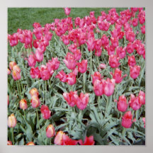 Tulpe Plakat