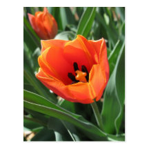 Tulpe-Postkarte