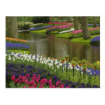 Tulpe und Hyazinthe arbeiten, Keukenhof Gärten, 2  Postkarte