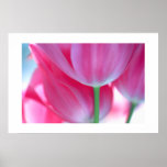 Tulpen #2-Poster