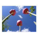 Tulpen 3" Worms Augenansicht" ~ Postkarte