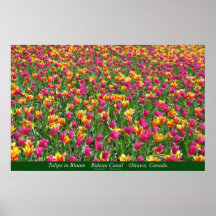 Tulpen in der Blüte - Rideau Kanal - Ottawa Plakat