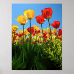 Tulpen Plakat