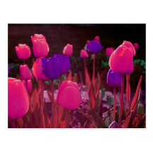 Tulpenfreude Postkarte