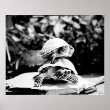 TurtleStack Fotodruck durch Randomwhat Poster