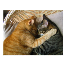 Two Sleeping Tabby Cats Cuddling Post Cards