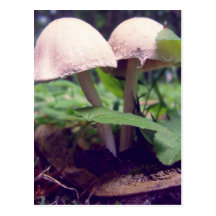 Two White Mushrooms Post Cards