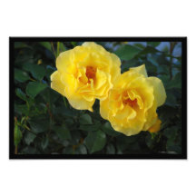 Two Yellow Roses Art Photo