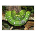 Über Smaragdbaum-Boa-Postkarte