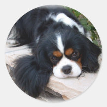 Unbekümmerter Königcharles Spaniel Runder Aufkleber