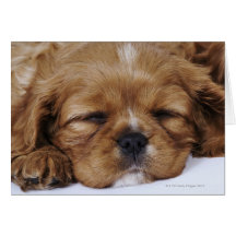 Unbekümmertes Königcharles Spaniel-Welpenschlafen Grußkarten
