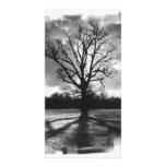 Unfruchtbarer Niederlassungs-Baum Photokarten