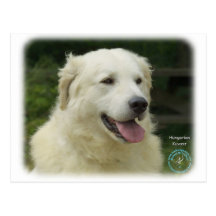 Ungar Kuvasz 8W02-17 Postkarte