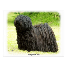 Ungar Puli 8W48D-03 Postkarten