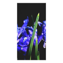 Unter den Damen die MUSEUM Zazzle Geschenke Bilderkarten