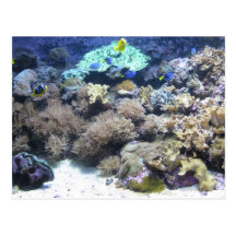Unterwasserphotographie - bunter tropischer Fisch Postkarte