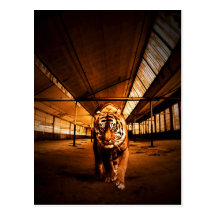 urban tiger postcards