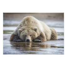 USA, Alaska, Katmai Nationalpark, Braunbär 4 Kunstfoto