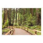 USA, Kalifornien, Marin County, Muir Holz Kunst Fotos