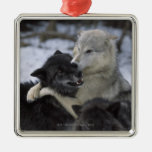 USA, Montana, Wölfe, die im Schnee spielen Weihnachtsornament