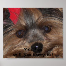 Valentinsgruß Yorkie heiraten Sie mich? Posterdrucke