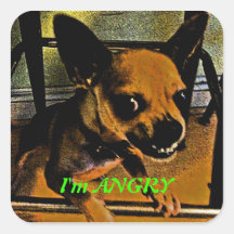 Verärgerte Chihuahua Quadratsticker