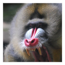 Verärgertes Mandrill Personalisierte Ankündigungskarten