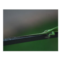 Verlassen der Eidechse Postkarten