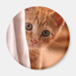 Versteckenkitty-Kühlschrankmagnet