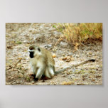 Vervet Affe (Grün) Plakatdruck