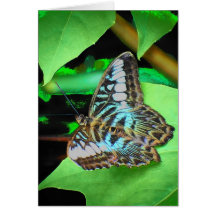 Verwandelter Schmetterling auf Blatt Grußkarte