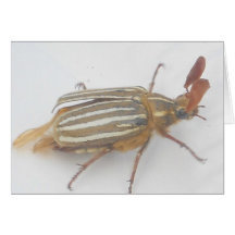 Verwanzt! Karte