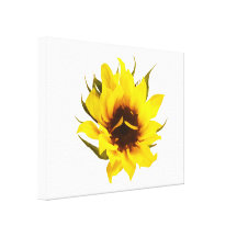 Verwirrte Sonnenblume Gespannte Galeriedrucke