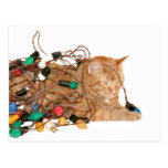 Verwirrte WeihnachtsMiezekatze Postkarten