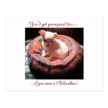Verwöhnter Chihuahua-Hund Postkarten