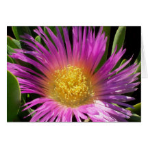 Vibrierende lila Eis-Pflanzen-Blüte Karte