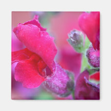 Vibrierendes rosa Snapdragons Kühlschrankmagnet