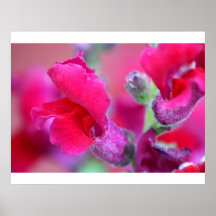 Vibrierendes rosa Snapdragons Plakatdruck